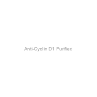 Anti-Cyclin D1 Purified